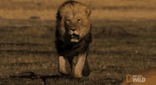 Lion Hunting Prey GIF - Savage Kingdom Savage Kingdom Gi Fs Stars GIFs