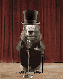 marmot marmotta dance dance moves squirrel
