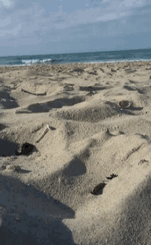 Sea Ocean GIF - Sea Ocean Sand GIFs