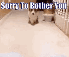 Sorry To Bother You GIF - Sorry To Bother You Bother Bother You GIFs