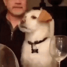 Funny Animals Dogs GIF - Funny Animals Dogs Rolling Eyes GIFs
