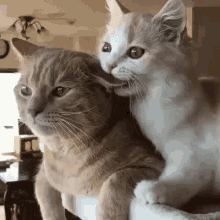 Cat Love Sweet GIF - Cat Love Sweet Cuddle GIFs