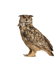 филин Owl Sticker - филин Owl Bird Stickers