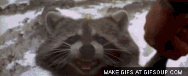 trække Konkurrere Udstyr Ace Ventura When Nature Calls Raccoon GIFs | Tenor