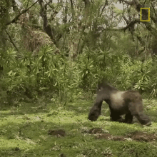 walking mountain gorillas survival dian fosseys legacy lives on short film showcase gorilla leaving