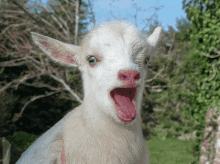 Goat Cabra GIF - Goat Cabra Meee GIFs