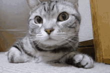 Gato Loco Cat GIF - Gato Loco Cat Cute GIFs