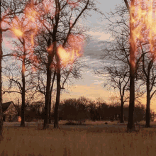 Fire Woods GIF - Fire Woods Forest GIFs
