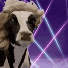 Cow Blonde GIF - Cow Blonde Modeling Cow GIFs