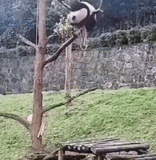 Panda Fail GIF - Panda Fail - Discover &amp; Share GIFs