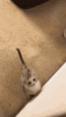 Cat Jump GIF - Cat Jump Cats GIFs