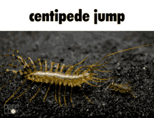 Centipede Jump Scutigera GIF - Centipede Jump Centipede Scutigera GIFs