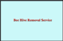 bee hive removal service near me honey bee removal near me bee and wasp removal near me bee removal specialist near me