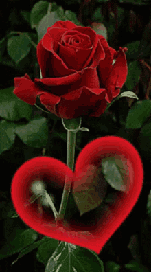 Rose Love GIF - Rose Love Heart GIFs