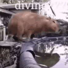 Capybara Pool GIF - Capybara Pool Animal GIFs
