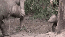 playing around sumatran rhinos are nearly gone new plan launched to save them world rhino day happy rhino playing