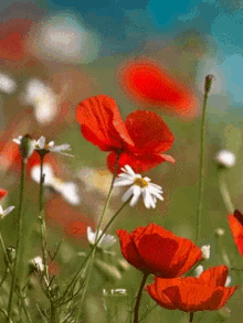 red roses and butterfly