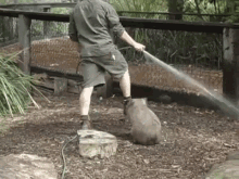 Fatty Wombat Wants To Play! GIF - Wombat Fat Funny GIFs