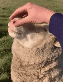 Sheep Cute GIF - Sheep Cute Relaxing GIFs