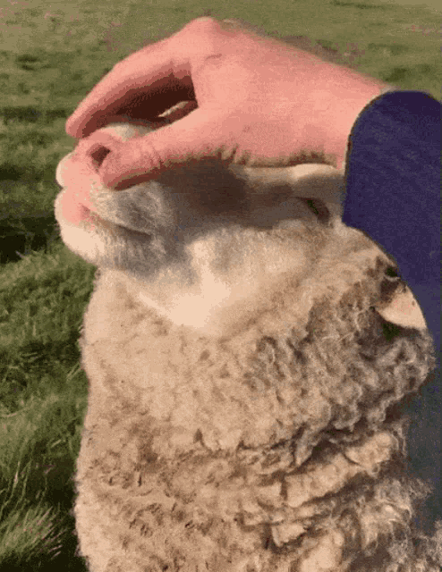 [Image: sheep-cute.gif]