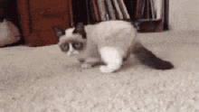 No GIF - No Grumpy Cat GIFs