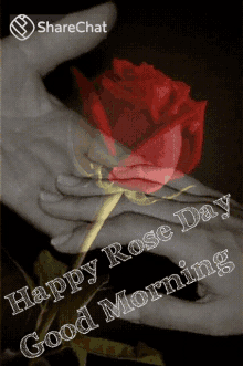Happy Rose Day Good Morning GIF - Happy Rose Day Good Morning हैप्पीरोज़डे GIFs