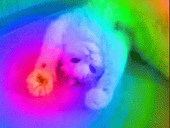 Cats Rainbow GIF - Cats Rainbow GIFs