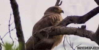 bird-surprised.gif