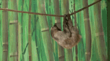 sloth swing rope clamber monkey