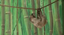 sloth swing rope clamber monkey sloth swing rope clamber monkey
