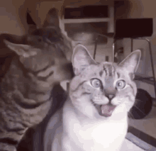 Funny Cats Hilarious GIF - Funny Cats Cats Funny GIFs