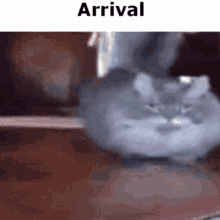 Arrival Cat GIF - Arrival Cat GIFs