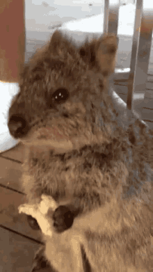 quokka chewing staring hungry
