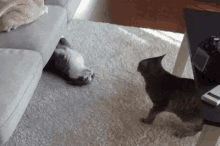 Sliding Cats GIF - Sliding Cats Lmao GIFs