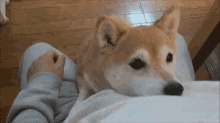 Dog Shiba Inu GIF - Dog Shiba Inu Hug GIFs