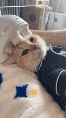 Cat Massage GIF - Cat Massage Relax - Discover &amp; Share GIFs