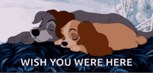 Lady And The Tramp Cuddle GIF - Lady And The Tramp Cuddle Wish You Were Here GIFs