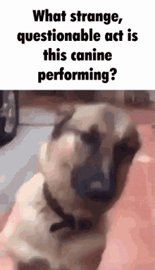 What The Dog Doin What Strange Questionable Act Is This Canine Performing GIF - What The Dog Doin What Strange Questionable Act Is This Canine Performing Dog GIFs