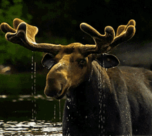 Bull Moose Moose GIF - Bull Moose Moose Canadian Wildlife GIFs