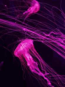 Jellyfish Underwater GIF - Jellyfish Underwater See GIFs