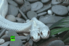 Double Head White Snake GIF - Double Head White Snake Reptile GIFs
