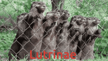 Lutrinae GIF - Lutrinae GIFs