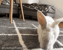 Rabbit Bunny GIF - Rabbit Bunny Flop GIFs