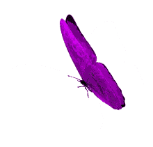 borboletas butterflies beautiful fly purple borboletas butterflies beautiful fly purple