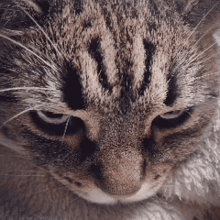 Upset Kitten GIF - Upset Kitten Angrycat GIFs