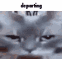 Departing Cat GIF - Departing Cat Leaving GIFs