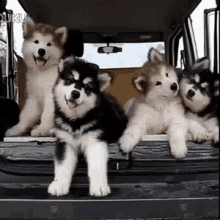 Confused Huskies GIF - Confused Huskies Pups GIFs