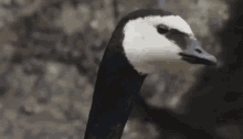 Excuse Me What You Say GIF - Excuse Me What You Say Goose GIFs
