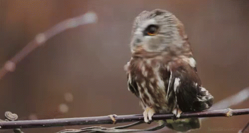 La chouette Spinnet Chouette-owl