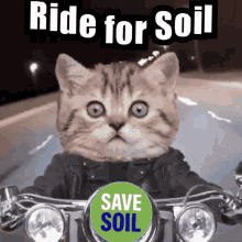 Cat Rider GIF - Cat Rider Ride GIFs